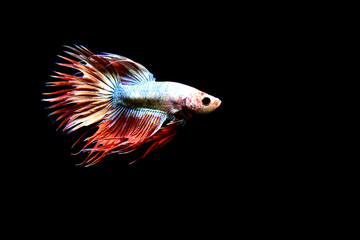 Betta fish Crowntails from Thailand, Siamese fighting fish on isolated Black Background