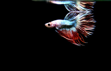 Betta fish Crowntails from Thailand, Siamese fighting fish on isolated Black Background