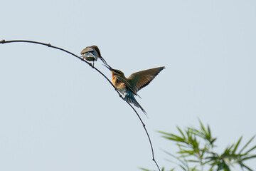 two bee eater birds making some noise and talking together