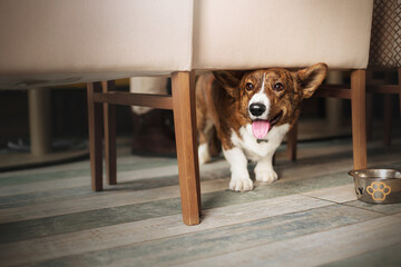 small cute corgi dog in the cafe is looking under the table - obrazy, fototapety, plakaty