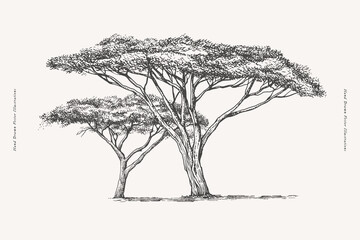 Two graceful wooden acacias in engraving style. Hand-drawn African savannah plant. Vintage botanical illustration on light isolated background.