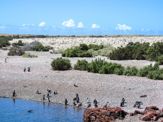 Fototapeta premium flock of penguin