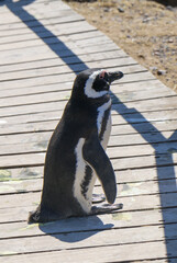 Fototapeta premium penguin on the beach