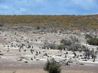 Naklejka premium flock of penguins