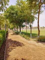 a tree with green leaves and a blue sky in the background, green lane with fresh trees jogging track