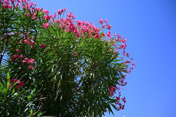 pink small flowers india. clean blue sky. 