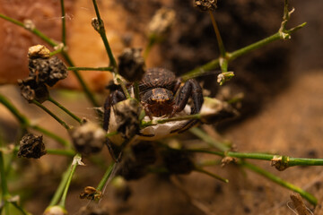 spider on a leaf