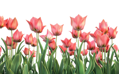 A tulip field on white background,png