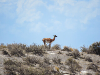 Fototapeta premium llama in the field
