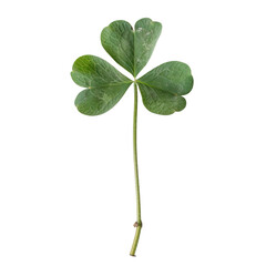 Clover leaf for St on white background,png