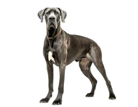 Deutsche Dogge auf vier beinen isoliert auf wei&szlig;en Hintergrund, Freisteller 