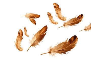 Dance of the Floating Feathers