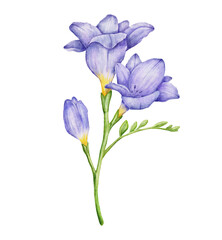 Watercolor freesia violet flower branch with leaves. Hand drawn color drawing isolated