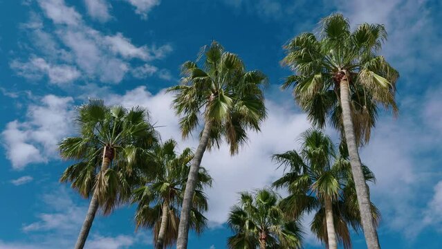 Palm trees swaying in the wind against the blue sky. White blacks float against the background of a bright sky on a sunny day. Spain