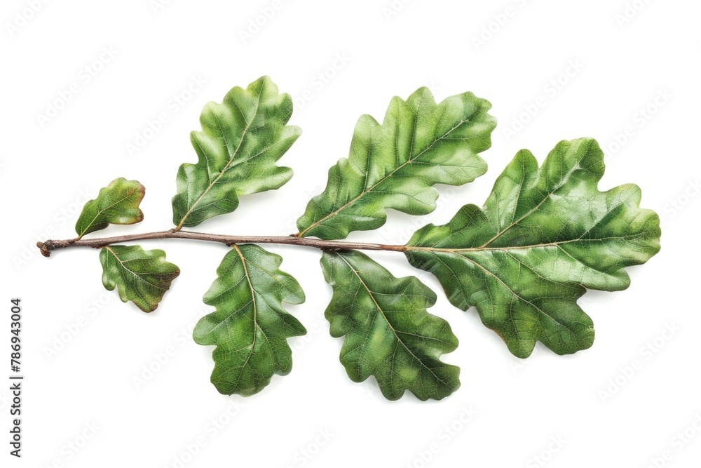 Poster detailed shot of a single leaf on a tree branch. suitable for nature backgrounds