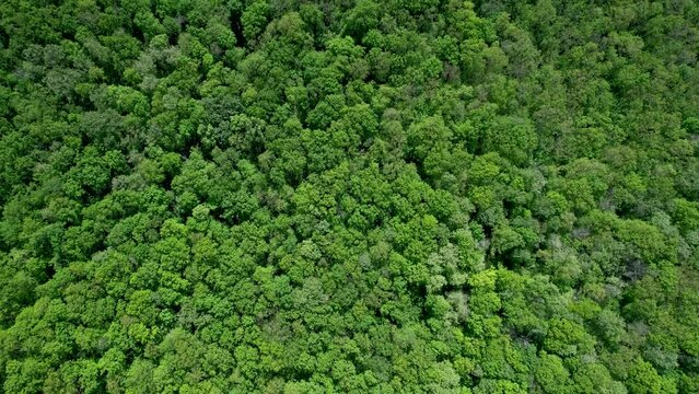 Green forest in summer with a view from above.Spring birch groves with beautiful texture.Environment and ecology concept.