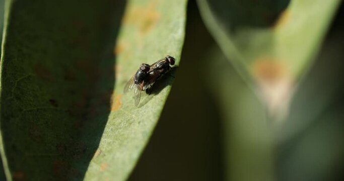 Insect life on a leaf in nature: fly breeding, close-up