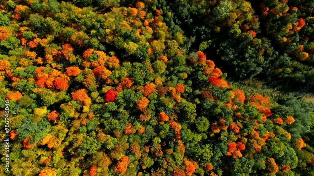 Poster colorful red and orange trees in an autumn landscape from above
