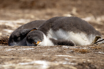 Two gentoo penguin (pygoscelis papua) chicks laying down sleeping.