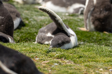 A sleeping  gentoo penguin (pygoscelis papua) chick.