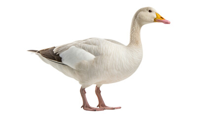 white goose isolated on transparent background cutout