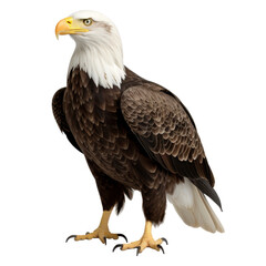 Obraz premium bald eagle isolated on transparent background cutout