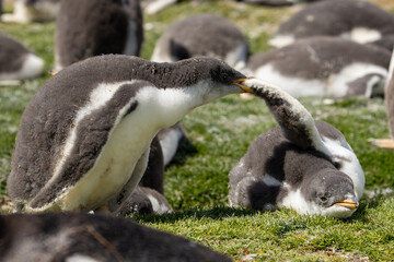 Two gentoo penguin (pygoscelis papua) chicks playing.
