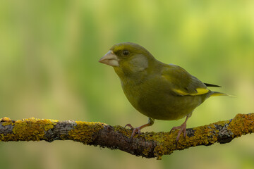 Male Greenfinch sits on a tree branch covered with yellow lichen.
The green background comes from...