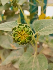 Sunflower Bud Photography, Close-up Gradual Opening of Green Sunflower Bud, Young Sunflower Bud 
