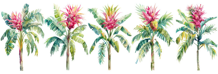 Watercolor tropical plants on transparent background. 