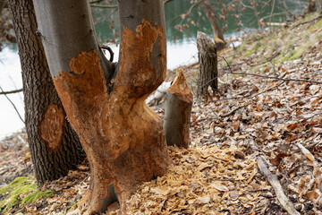 Zaatakowane przez ciągle rosnącą populację Bobra drzewa liściaste na nad brzegiem jeziora - obrazy, fototapety, plakaty
