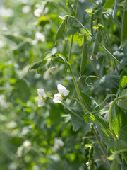 えんどう豆の花と莢