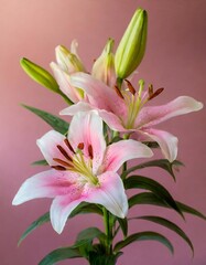 Fototapeta na wymiar Elegant pink asiatic lilies on a soft background