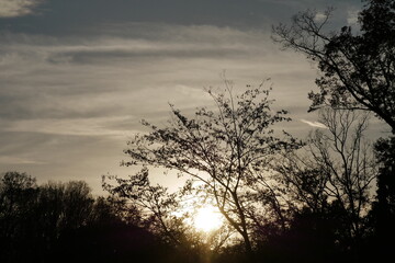 夕焼けの空と木々のシルエット