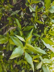 Dense dark green leaves in the garden. Emerald green leaf texture. Nature abstract background. Tropical forest. Above view of dark green leaves with natural pattern. Tropical plant wallpaper. Greenery