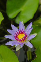 Close up view of Nymphaea nouchali, a water lily of genus Nymphaea,  withcommon names blue lotus, star lotus, red water lily, blue water lily, or manel flower