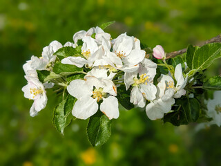 Pear blossoms. Branch of blossoming pear. White flowers of fruit tree.Beautiful flowers of pear.Flowering of pear.