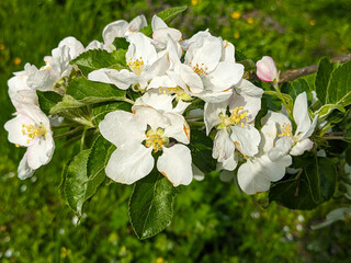 Pear blossoms. Branch of blossoming pear. White flowers of fruit tree.Beautiful flowers of pear.Flowering of pear.