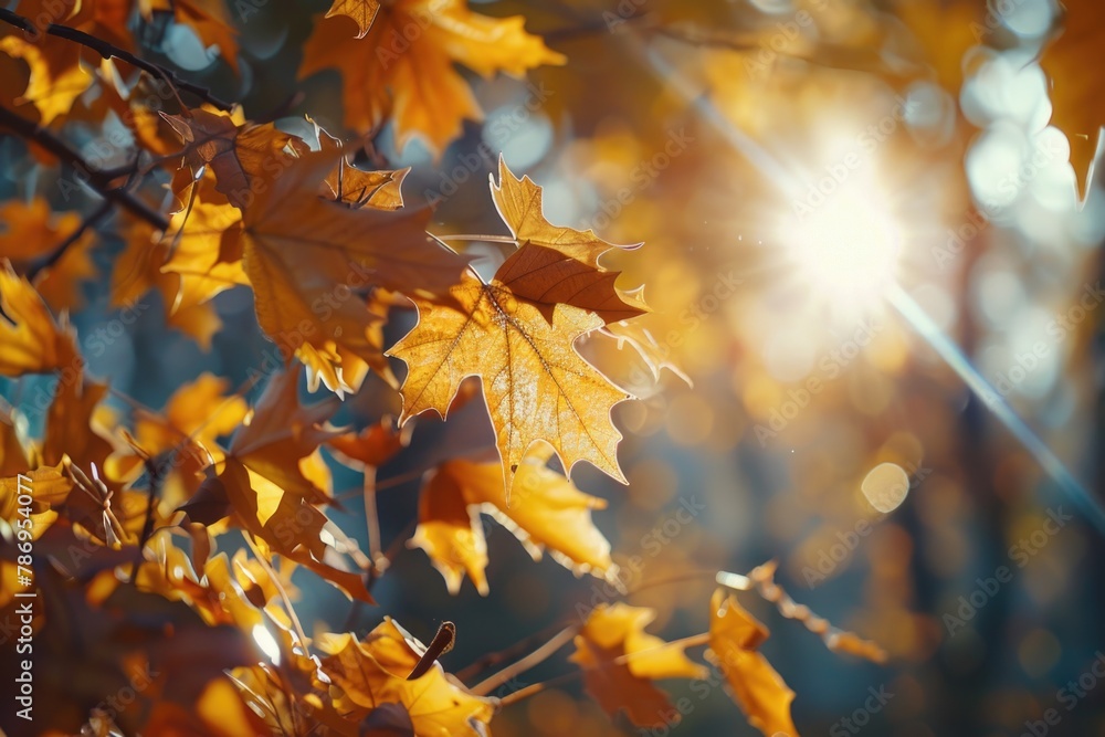 Poster Sunlight filtering through tree foliage, ideal for nature concepts