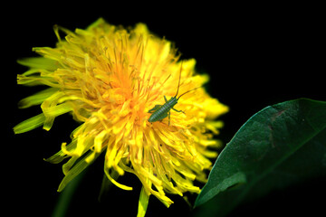 Tiny insect on nature background