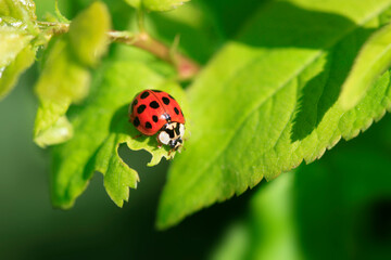 Red ladybug sitting on green leaf