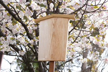 Empty japanese wooden sign with sakura tree, cherry blossom