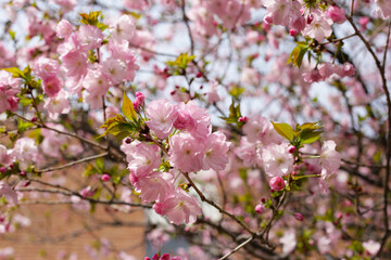 Branches of sakura flowers, cherry blossom