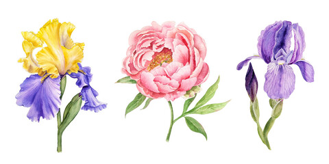 Watercolor set of hand painted spring garden flowers