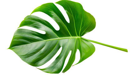 A vibrant Monstera leaf, with its iconic splits and holes, stands out isolated on a white background. cut out