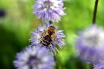 Biene auf einer Herzblättrigen Kugelblume - 786956834