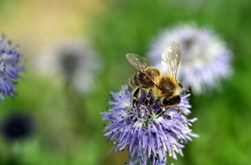 Biene auf einer Herzblättrigen Kugelblume - 786957011