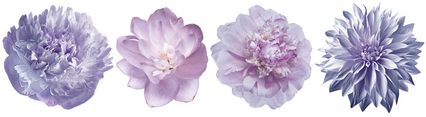 Set  purple  peonies  flowers on  isolated background with clipping path. Closeup. Transparent background. Nature.