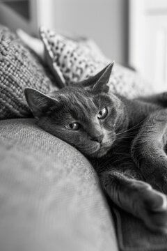 A black and white photo of a cat laying on a couch. Suitable for pet lovers and animal enthusiasts