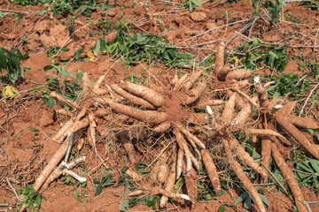 Cassava, a cash crop for the food industry - 786959090